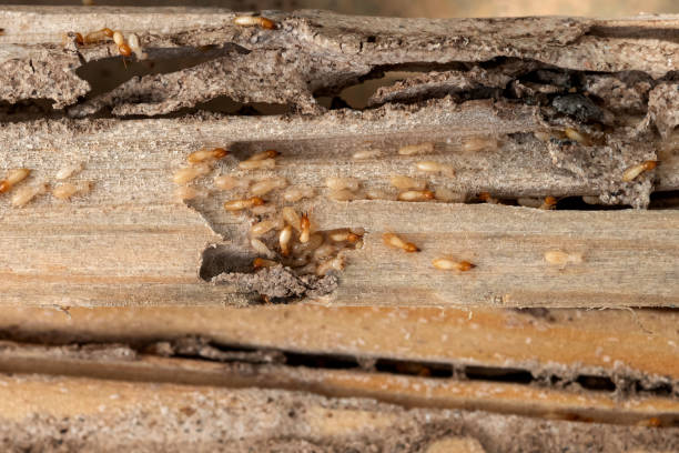 Best Cockroach Control Services  in Pocasset, MA